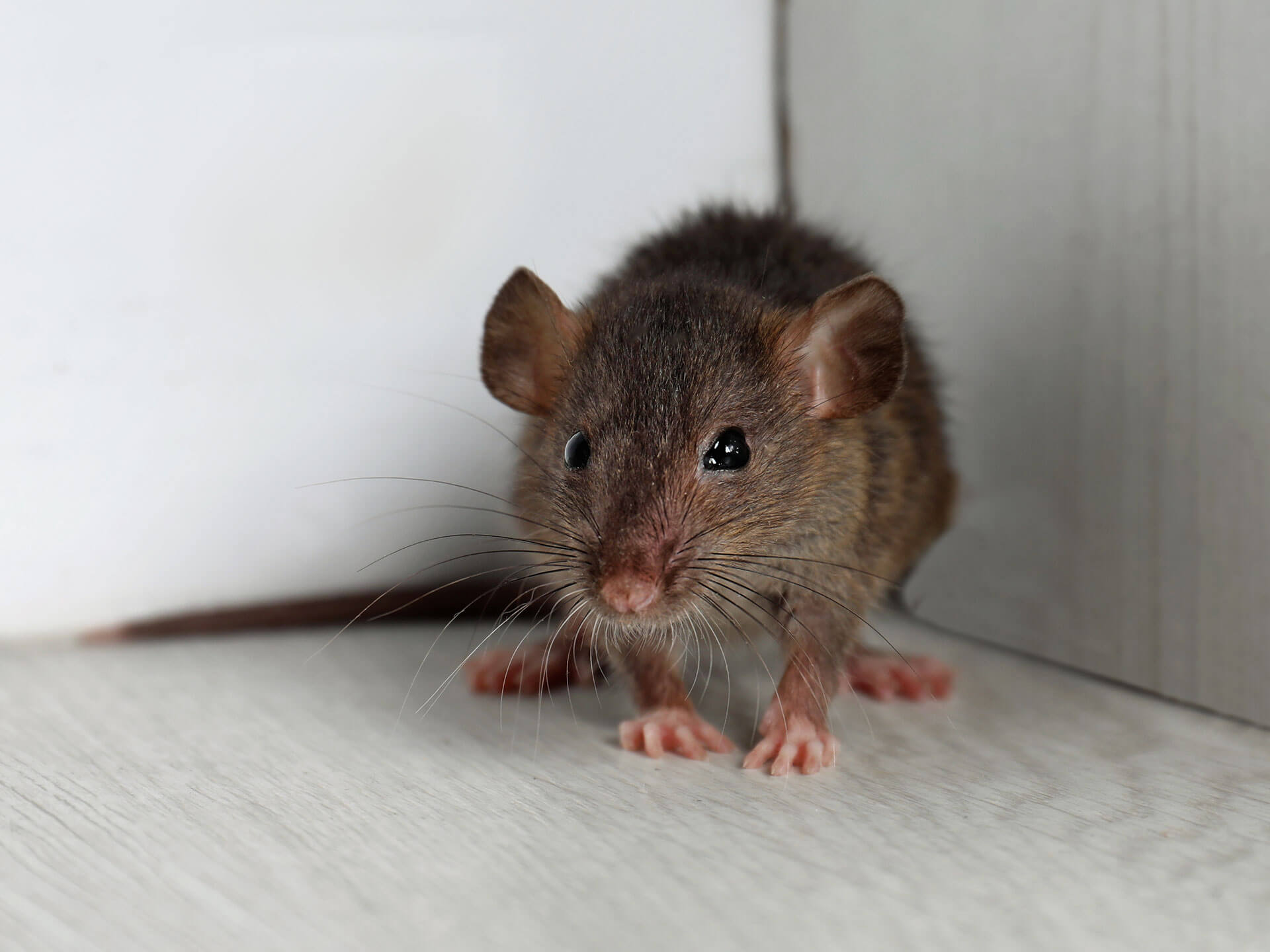 ネズミに特化した害虫駆除